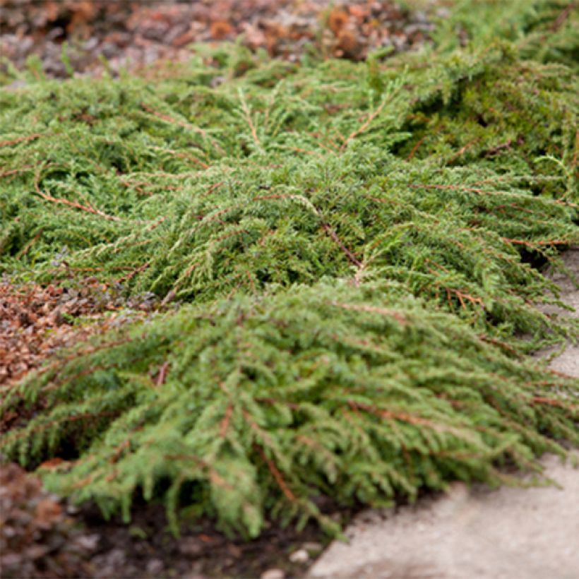 Juniperus communis Green Carpet - Jeneverbes (Plant habit)