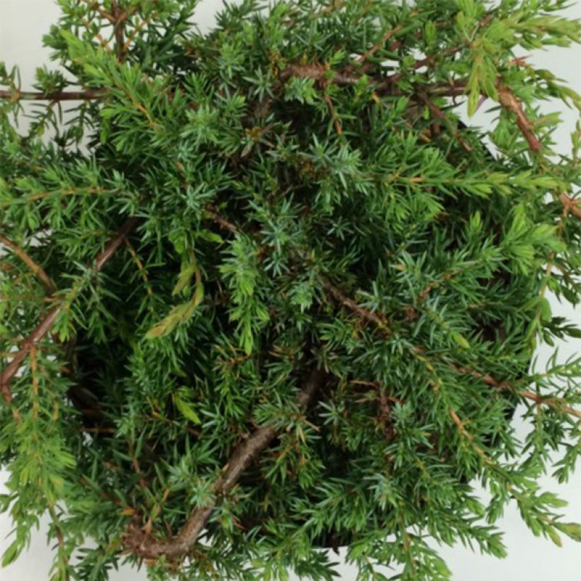 Juniperus communis Hornibrookii - Jeneverbes (Blad)