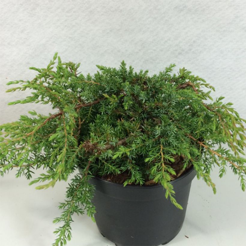 Juniperus communis Hornibrookii - Jeneverbes (Groeiplaats)