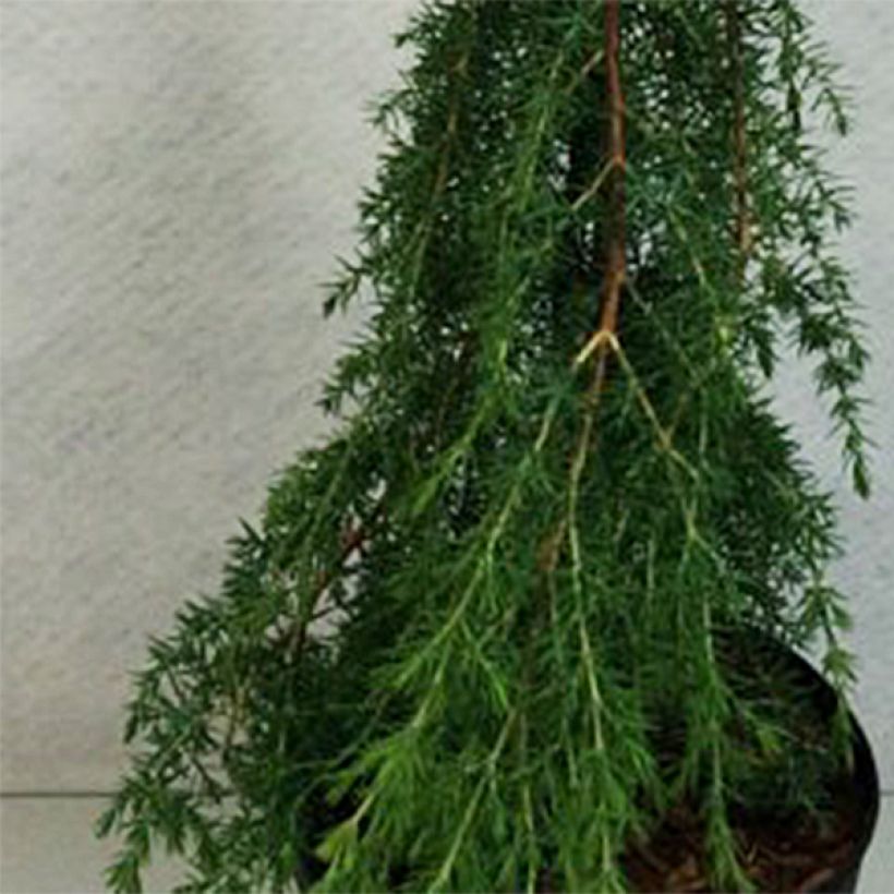 Juniperus communis Horstmann - Jeneverbes (Blad)