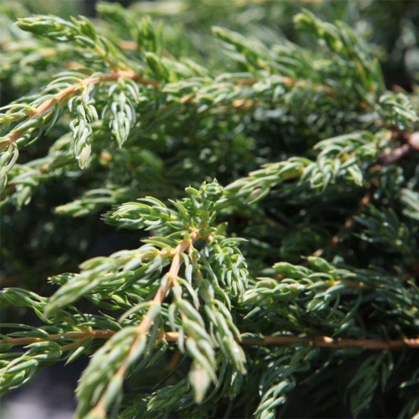 Juniperus communis Repanda - Jeneverbes (Foliage)