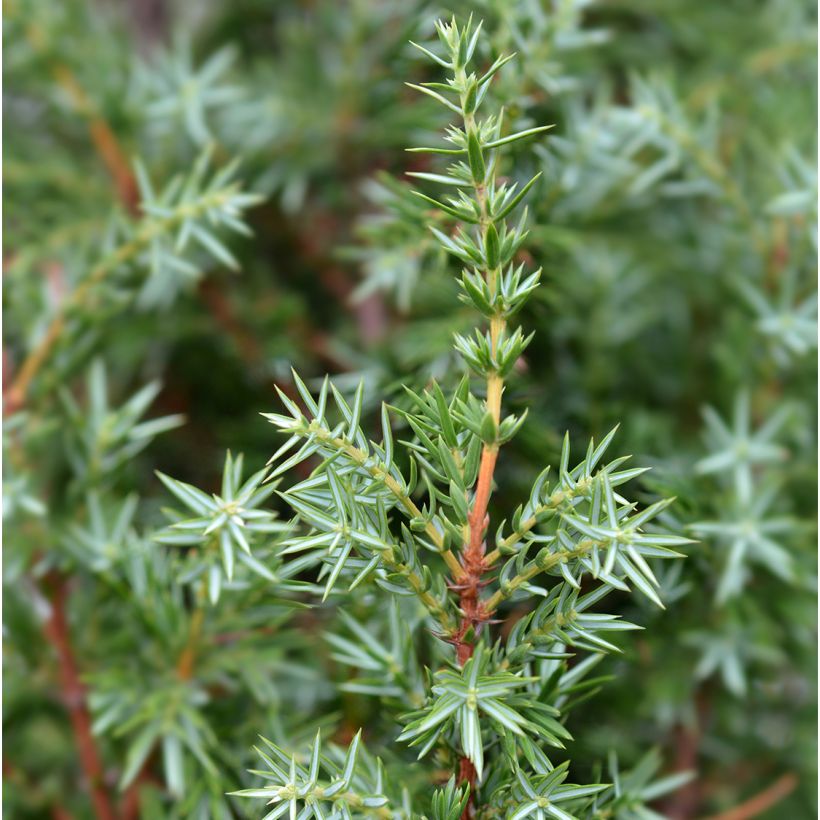Juniperus communis Suecica - Jeneverbes (Blad)