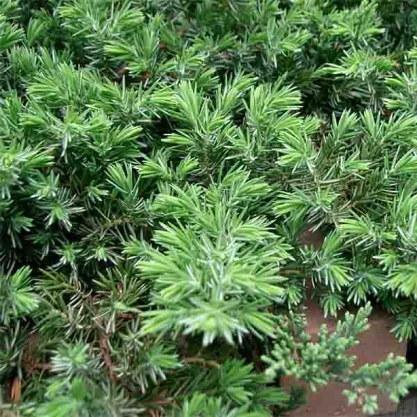 Juniperus conferta Blue Pacific - Kustjeneverbes (Blad)