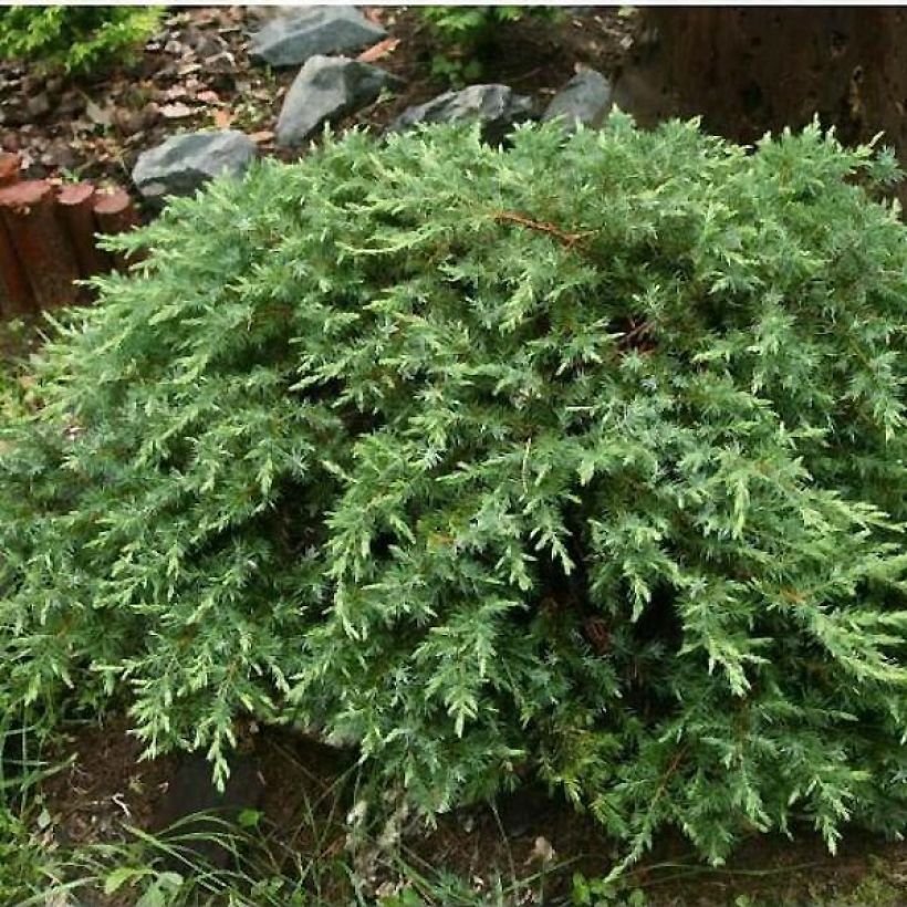 Juniperus conferta Schlager - Jeneverbes (Groeiplaats)