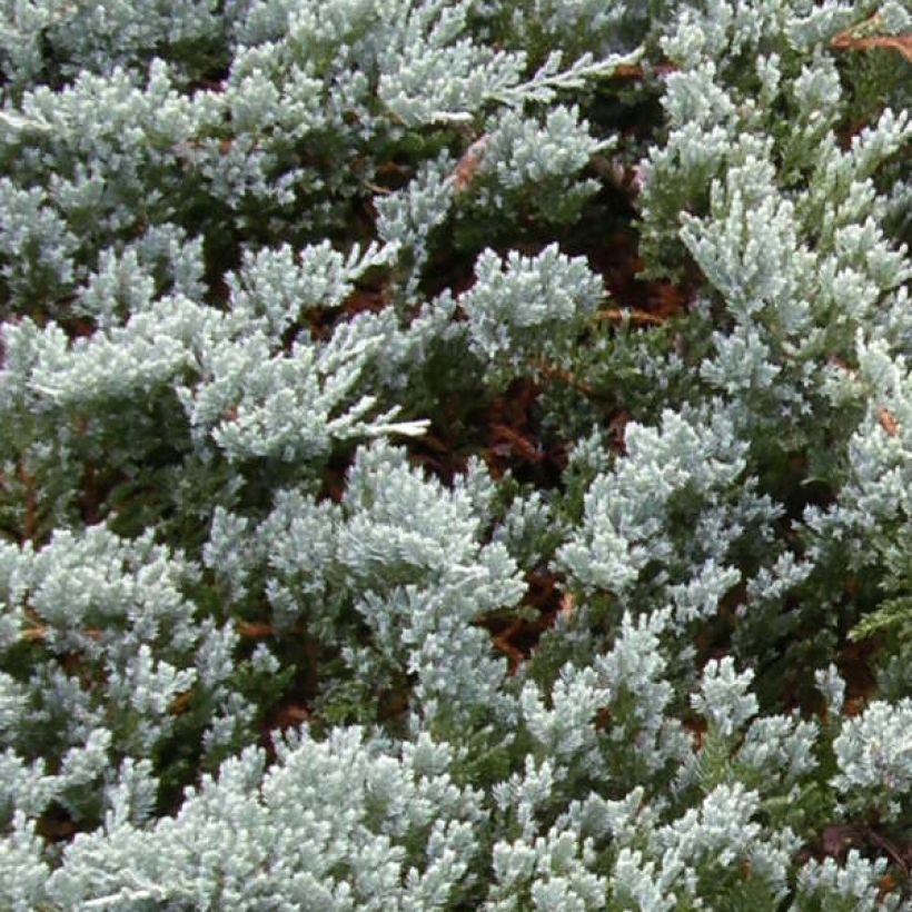 Juniperus horizontalis Blue Chip - Kruipende jeneverbes (Blad)