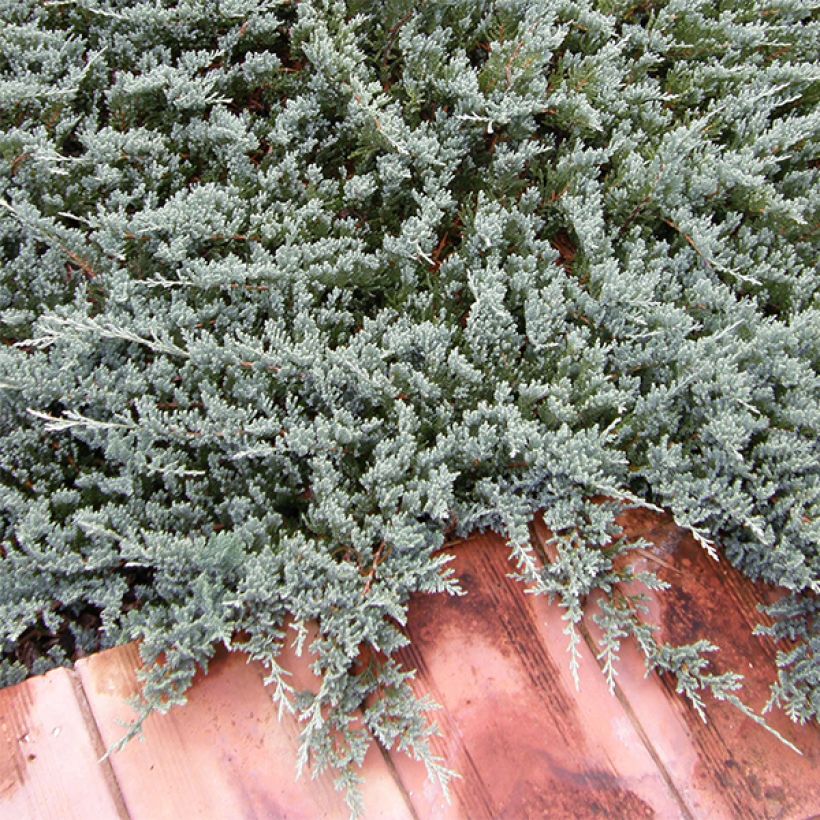 Juniperus horizontalis Blue Chip - Kruipende jeneverbes (Groeiplaats)