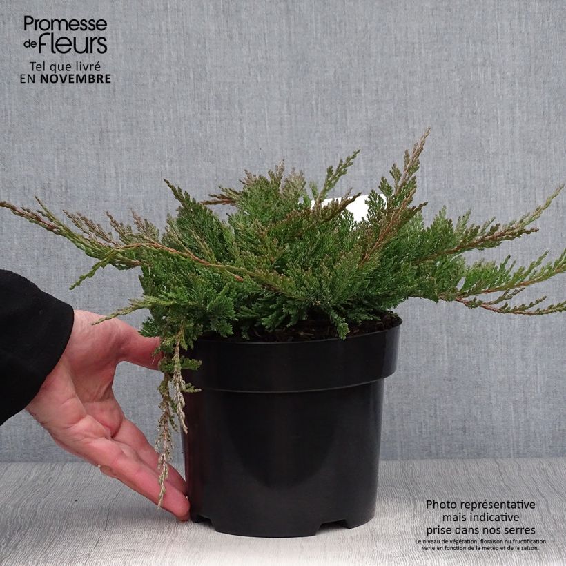 Exemplaar van Juniperus horizontalis Blue Chip - Kruipende jeneverbes Pot van 2 l/3 l, Hoogstam zoals geleverd in de herfst