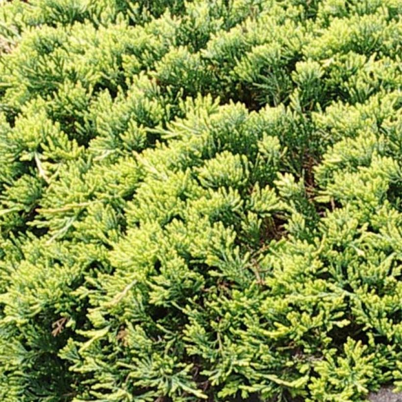Juniperus horizontalis Golden Carpet - Kruipende jeneverbes (Blad)