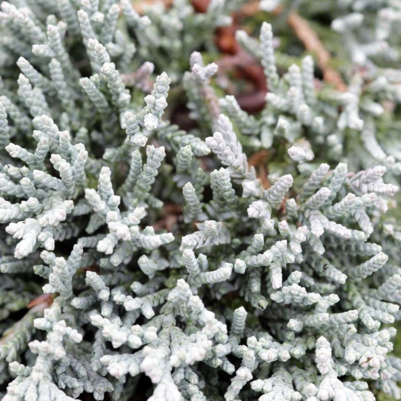 Juniperus horizontalis Icee Blue - Kruipende jeneverbes (Blad)