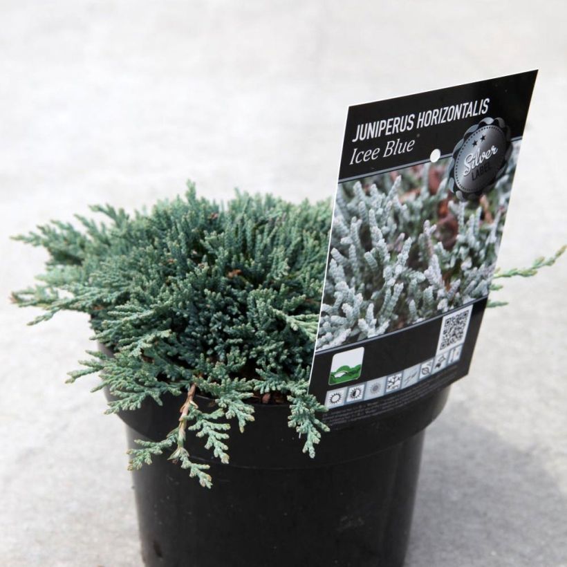 Juniperus horizontalis Icee Blue - Kruipende jeneverbes (Groeiplaats)
