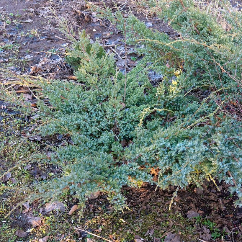 Juniperus horizontalis Jade River - Kruipende jeneverbes (Groeiplaats)