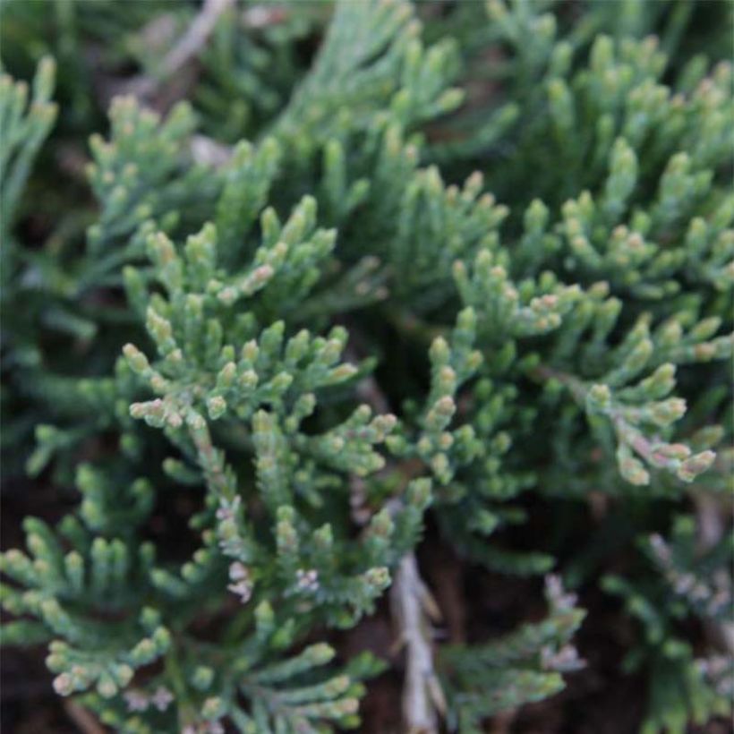 Juniperus horizontalis Prostrata - Kruipende jeneverbes (Blad)