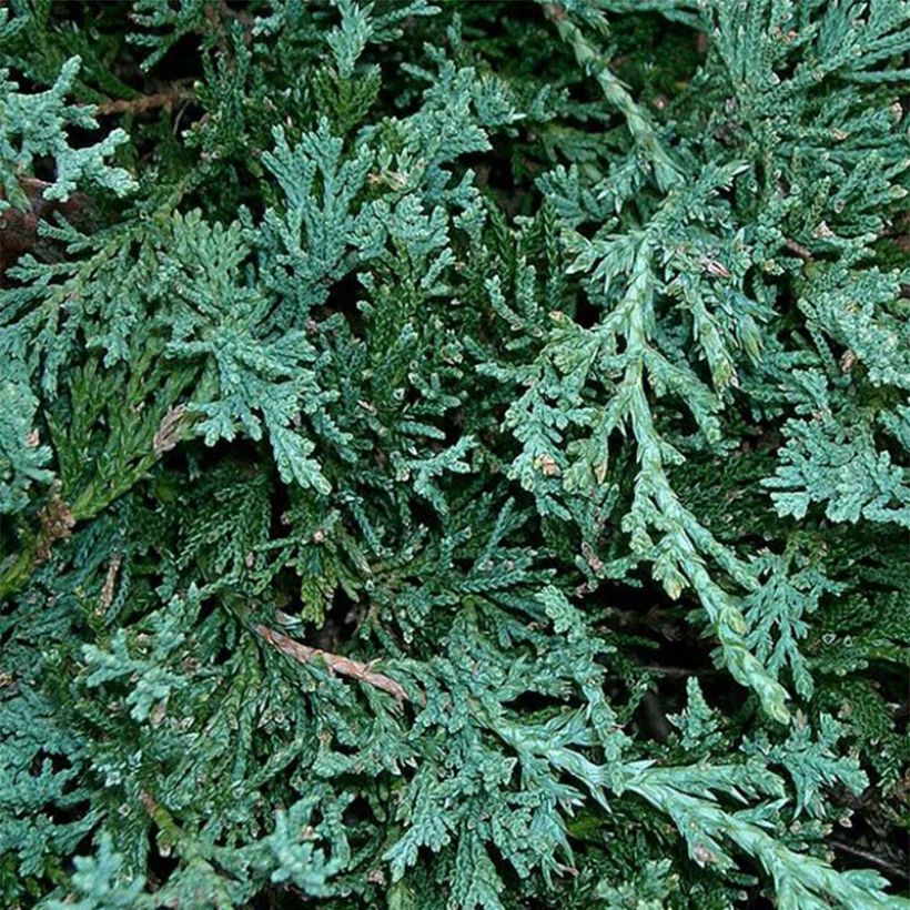 Juniperus horizontalis Wiltonii - Kruipende jeneverbes (Blad)