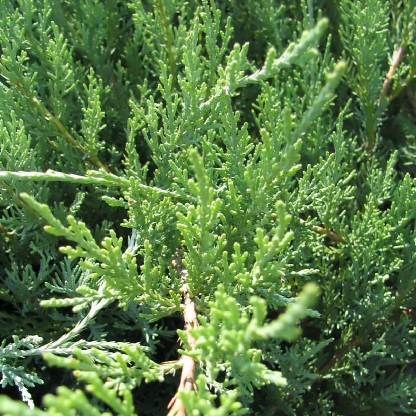 Chinese jeneverbes Hetzii - Juniperus media (Blad)