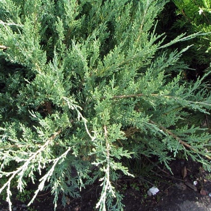 Chinese jeneverbes Hetzii - Juniperus media (Groeiplaats)