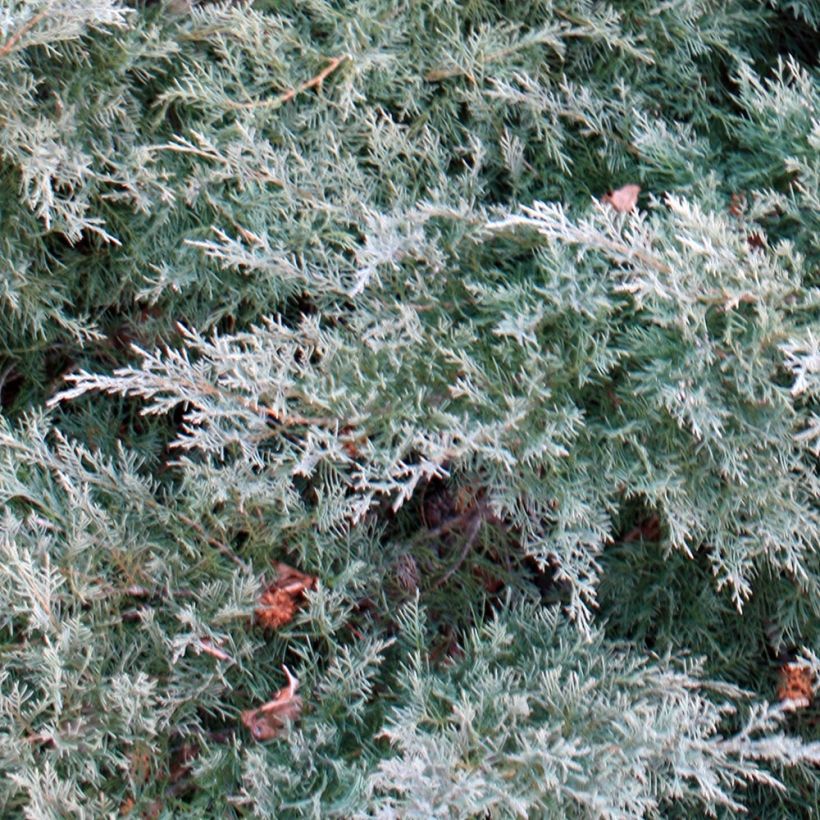 Juniperus pfitzeriana Glauca - Jeneverbes (Blad)