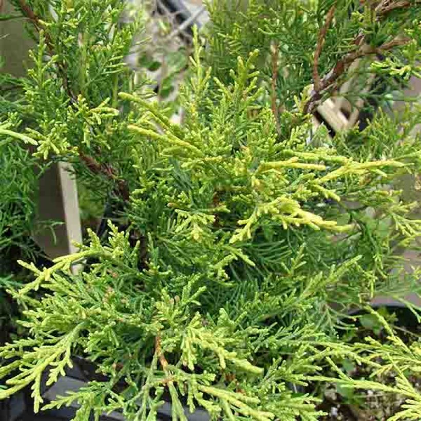 Juniperus pfitzeriana Old Gold - Chinese jeneverbes (Blad)