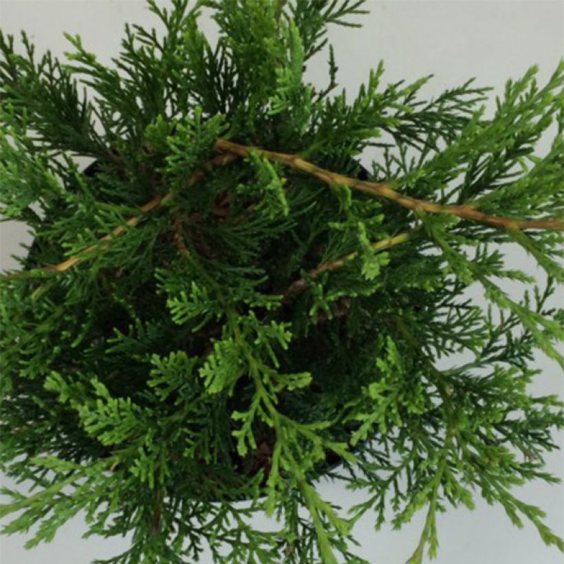 Juniperus sabina Rockery Gem - Genévrier sabine                   (Foliage)