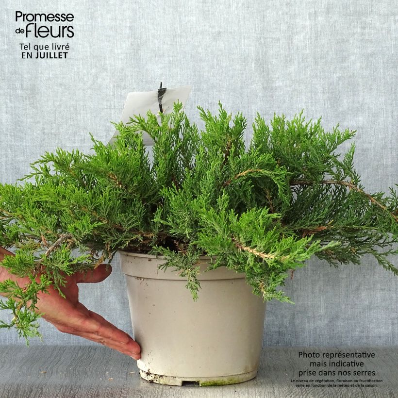 Exemplaar van Juniperus sabina Rockery Gem - Savin-jeneverbes Pot van 4 l/5 l zoals geleverd in de zomer