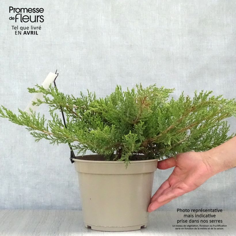 Example of Juniperus sabina Rockery Gem - Genévrier sabine                   Pot van 4 l/5 l as you get in printemps