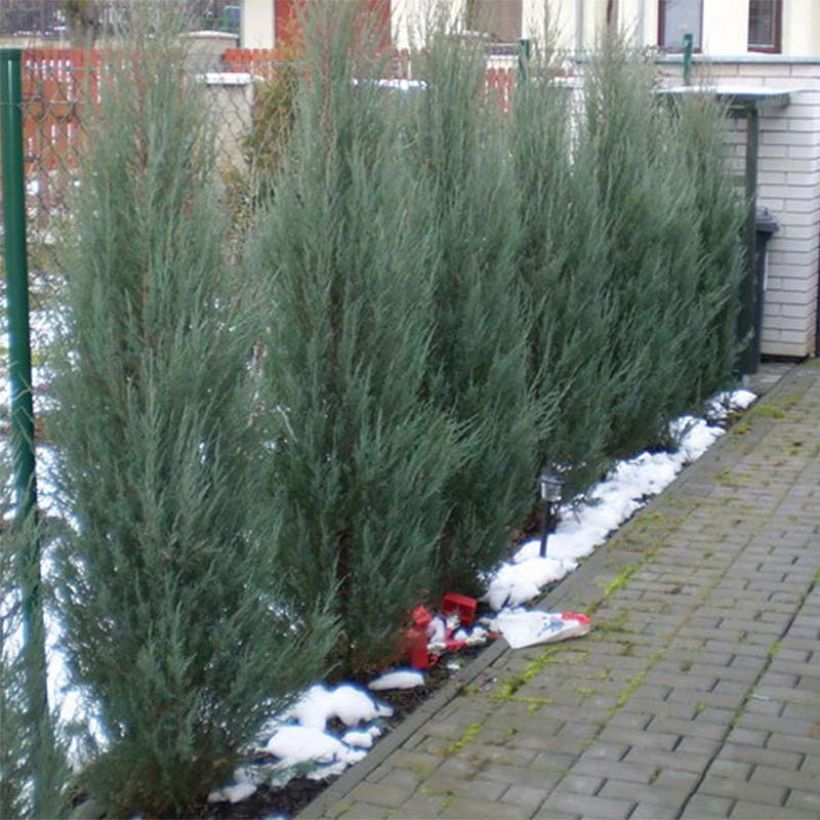 Juniperus scopulorum Skyrocket - Zuiljeneverbes (Groeiplaats)
