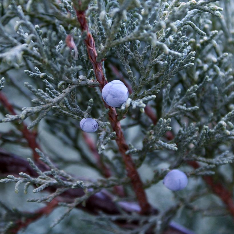 Juniperus scopulorum Moonglow - Jeneverbes (Oogst)