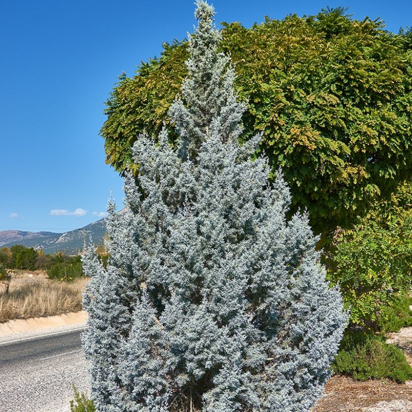 Juniperus scopulorum Moonglow - Jeneverbes (Groeiplaats)