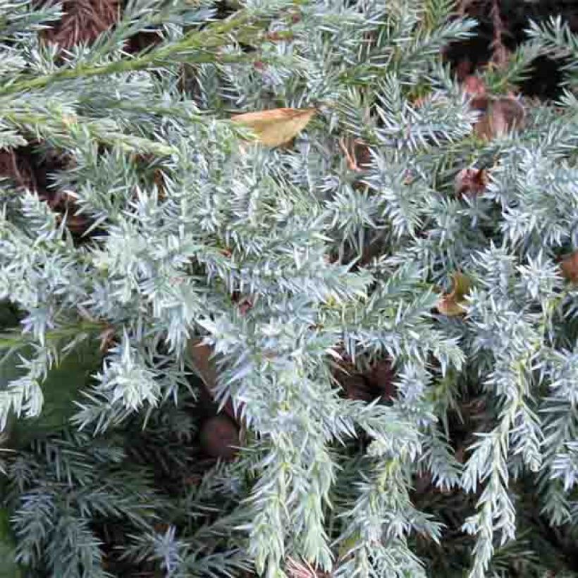 Juniperus squamata Blue Carpet - Himalaya jeneverbes (Blad)