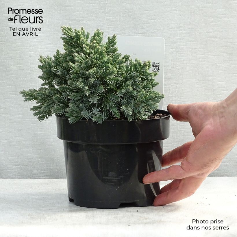 Exemplaar van Juniperus squamata Blue Star - Himalaya jeneverbes Pot van 2 l/3 l zoals geleverd in de lente