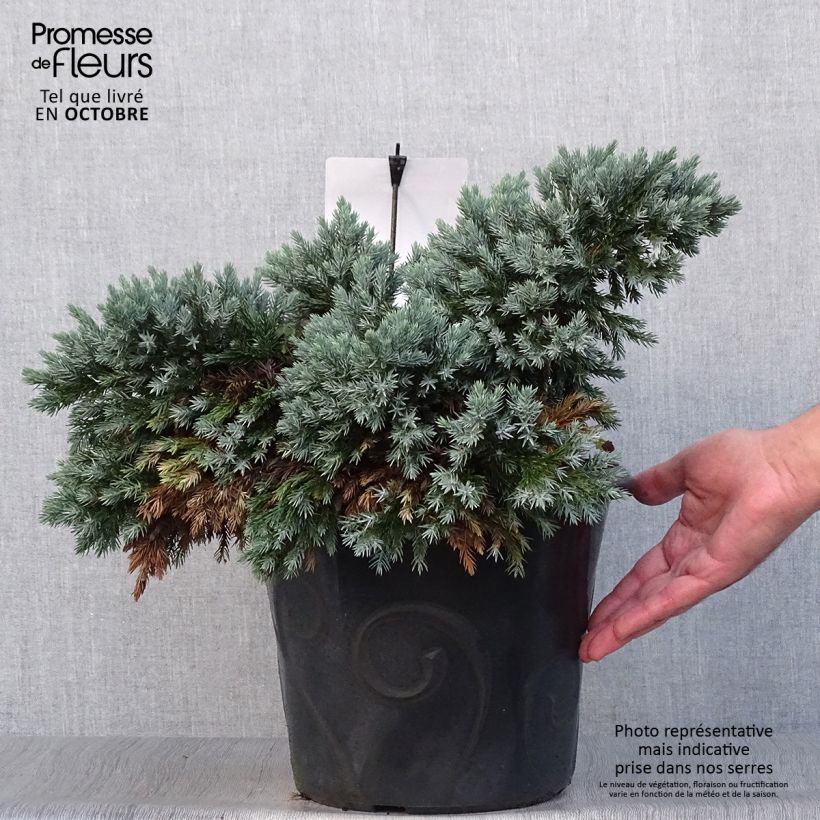 Exemplaar van Juniperus squamata Blue Star - Himalaya jeneverbes Pot van 7,5 l/10 l zoals geleverd in de herfst