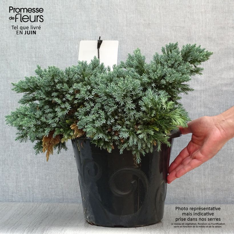 Exemplaar van Juniperus squamata Blue Star - Himalaya jeneverbes Pot van 7,5 l/10 l zoals geleverd in de zomer