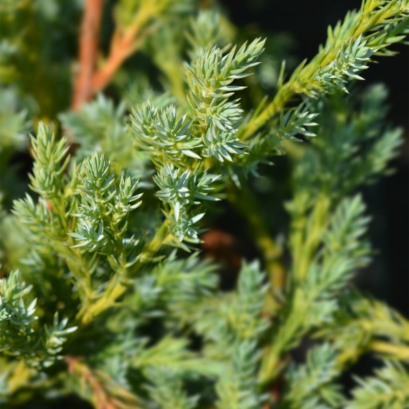 Juniperus squamata Blue Swede - Himalaya jeneverbes (Foliage)