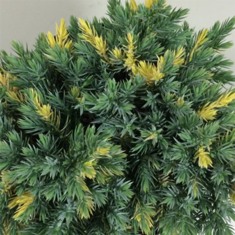 Juniperus squamata Floreant - Himalaya jeneverbes (Blad)