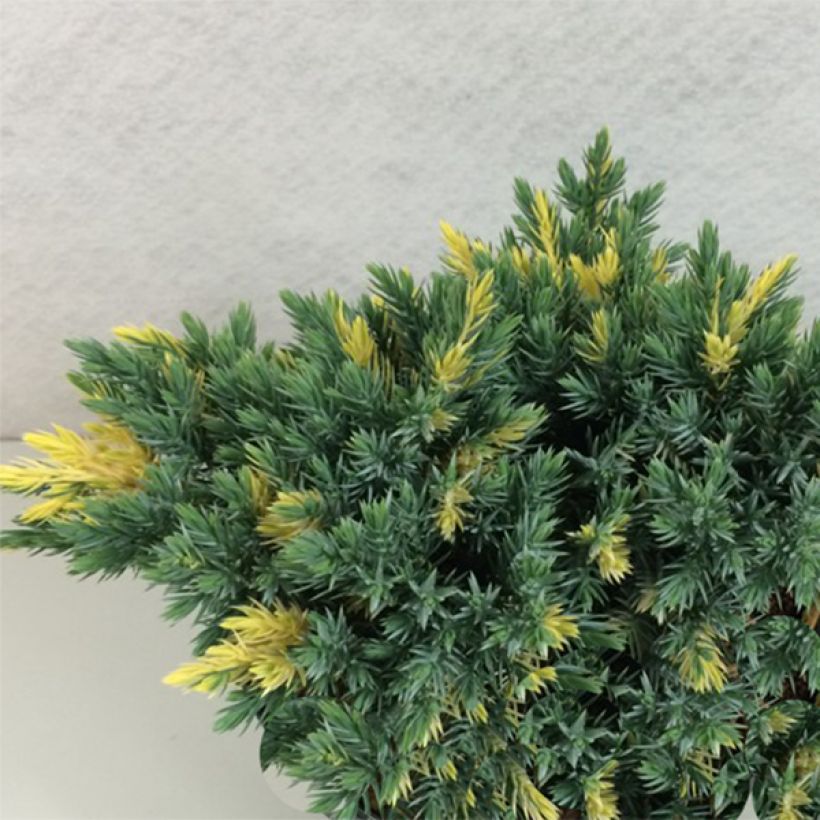 Juniperus squamata Floreant - Himalaya jeneverbes (Groeiplaats)