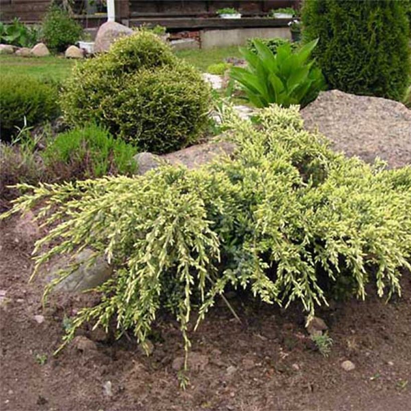 Juniperus squamata Holger - Himalaya jeneverbes (Groeiplaats)