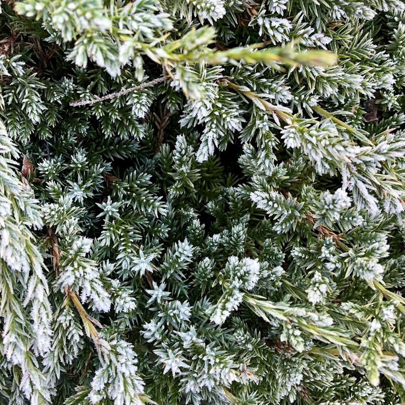 Juniperus squamata Holger - Himalaya jeneverbes (Blad)