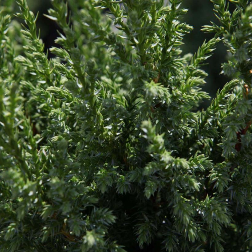 Juniperus squamata Loderi - Himalaya jeneverbes (Blad)