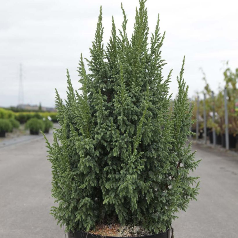 Juniperus squamata Loderi - Himalaya jeneverbes (Groeiplaats)
