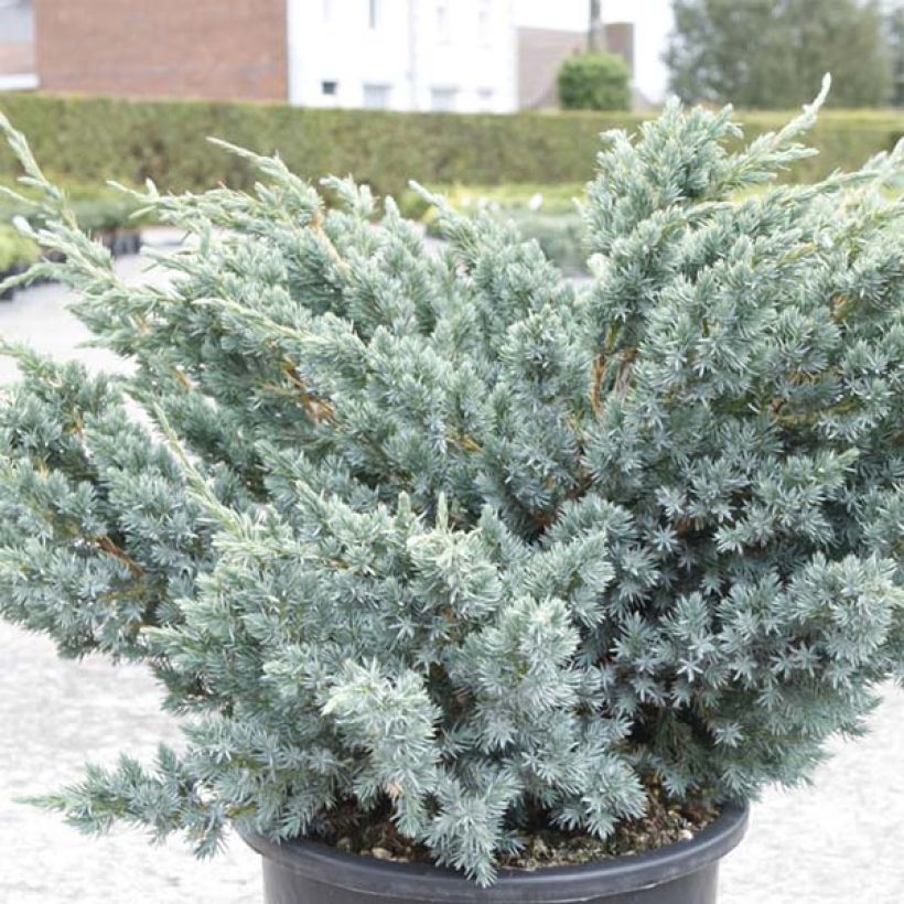 Juniperus squamata Meyeri - Himalaya jeneverbes (Blad)