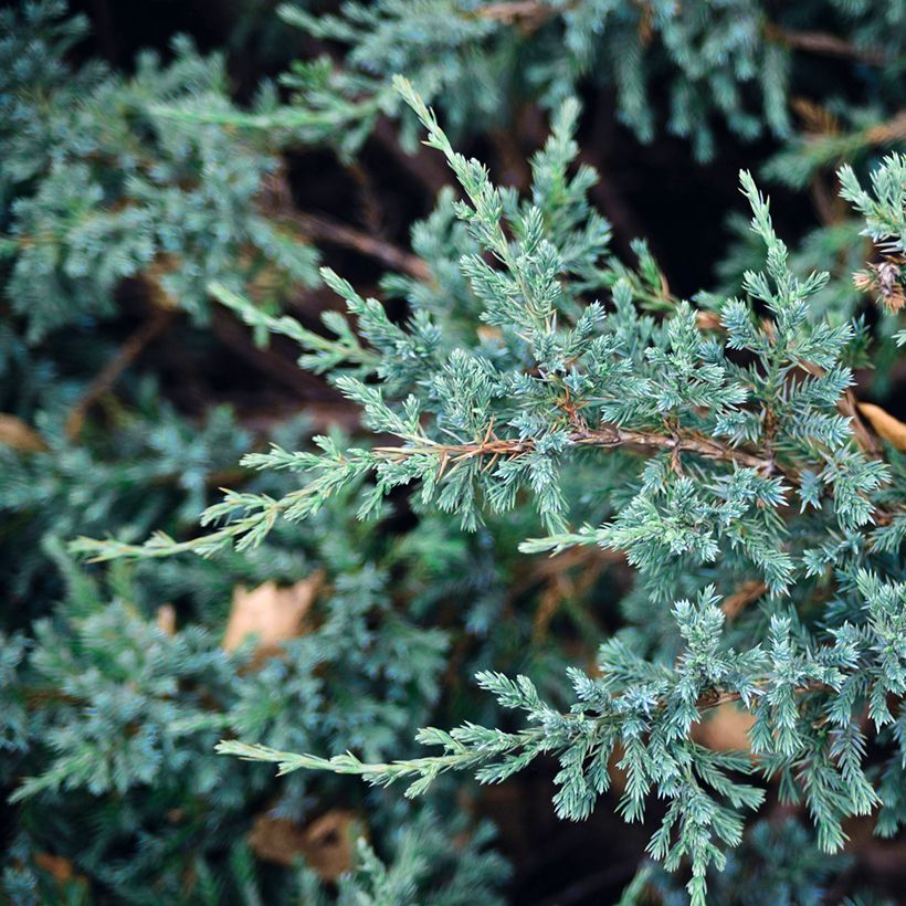 Juniperus squamata Blue Carpet - Himalaya jeneverbes (Blad)