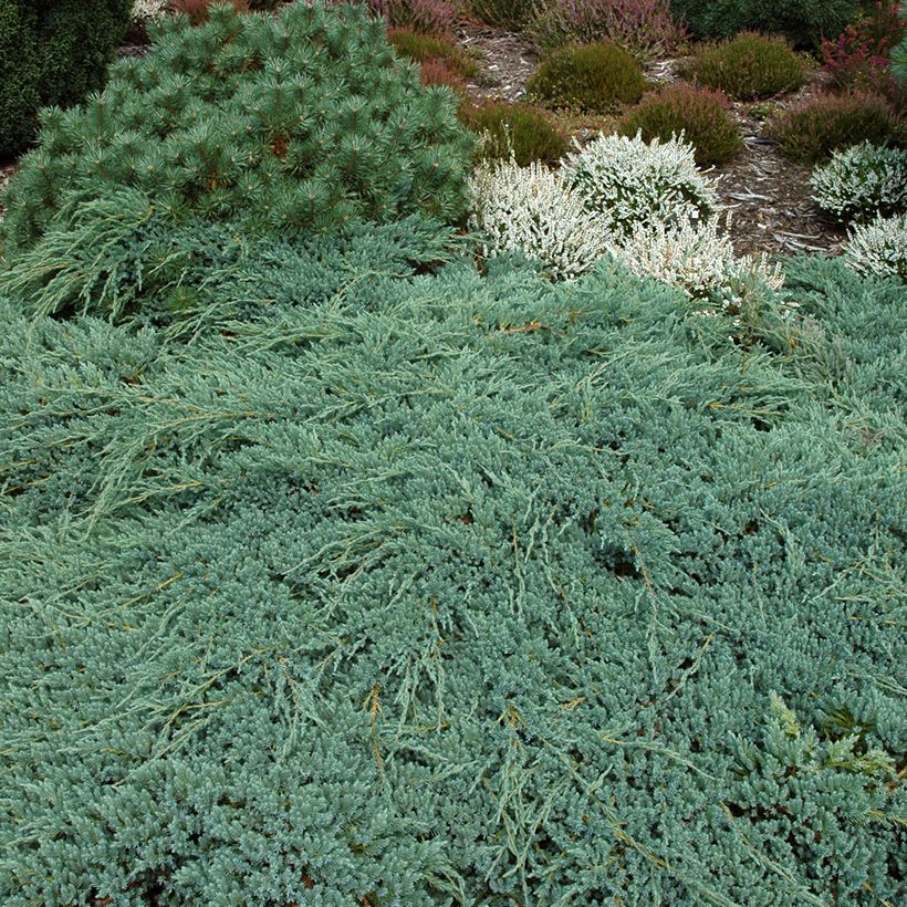 Juniperus squamata Blue Carpet - Himalaya jeneverbes (Groeiplaats)