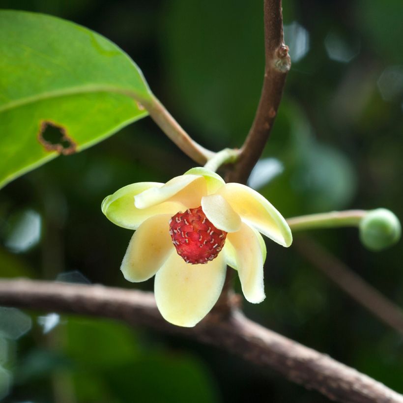 Kadsura japonica - Kadsura du Japon (Bloei)