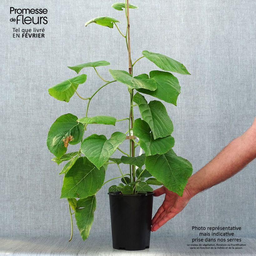 Exemplaar van Kiwi - Actinidia deliciosa Kiwi Wonder Pot van 3 l/4 l zoals geleverd in de herfst