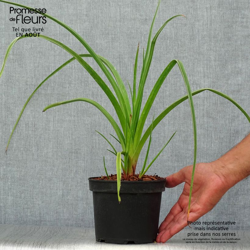 Exemplaar van Kniphofia Alcazar - Vuurpijl Pot van 2 l/3 l zoals geleverd in de zomer