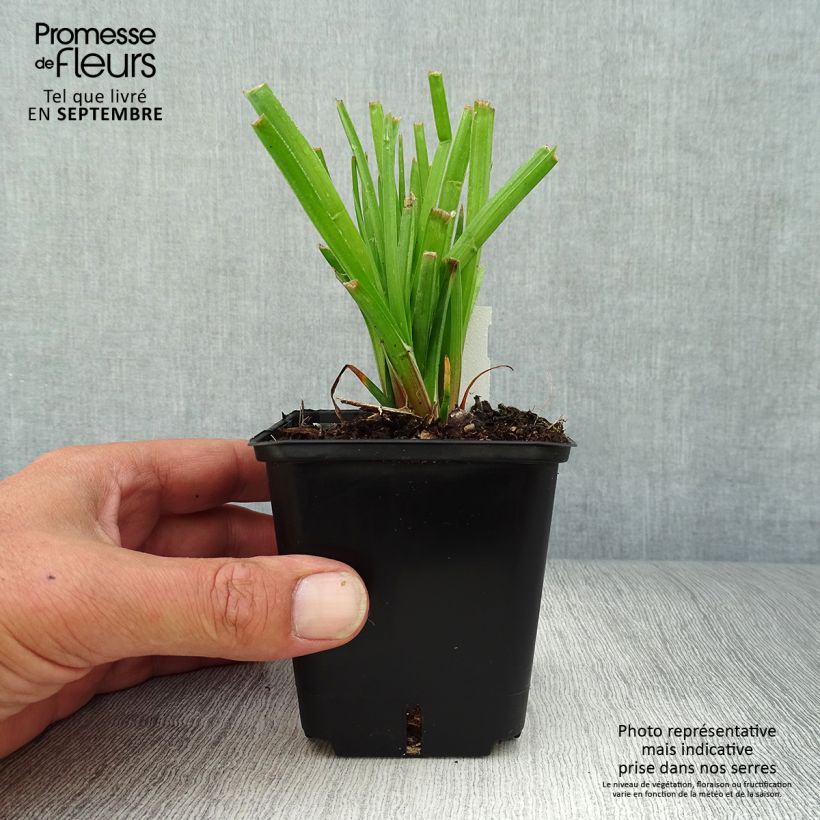 Exemplaar van Kniphofia Traffic Lights - Vuurpijl Kweekpotje van 8/9 cm zoals geleverd in de herfst