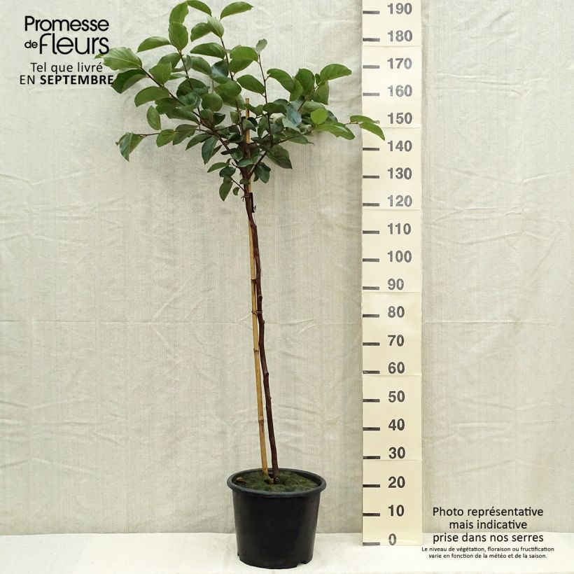 Exemplaar van Kakiboom Muscat Pot van 7,5 l/10 l, Kelkvormig zoals geleverd in de herfst