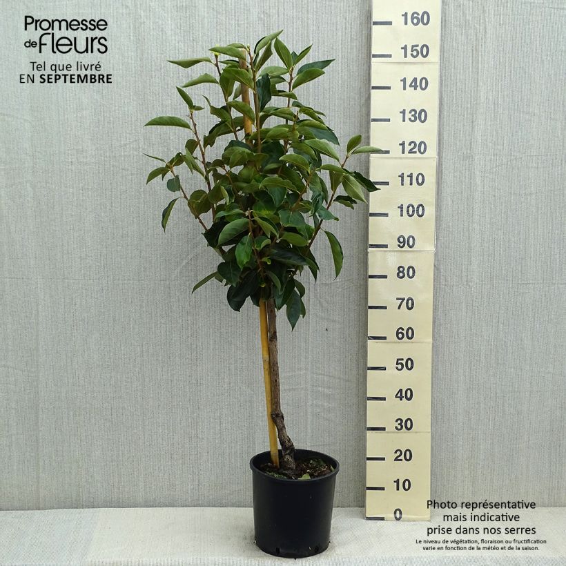 Exemplaar van Kakiboom Fuyu Pot van 7,5 l/10 l, Kelkvormig zoals geleverd in de zomer