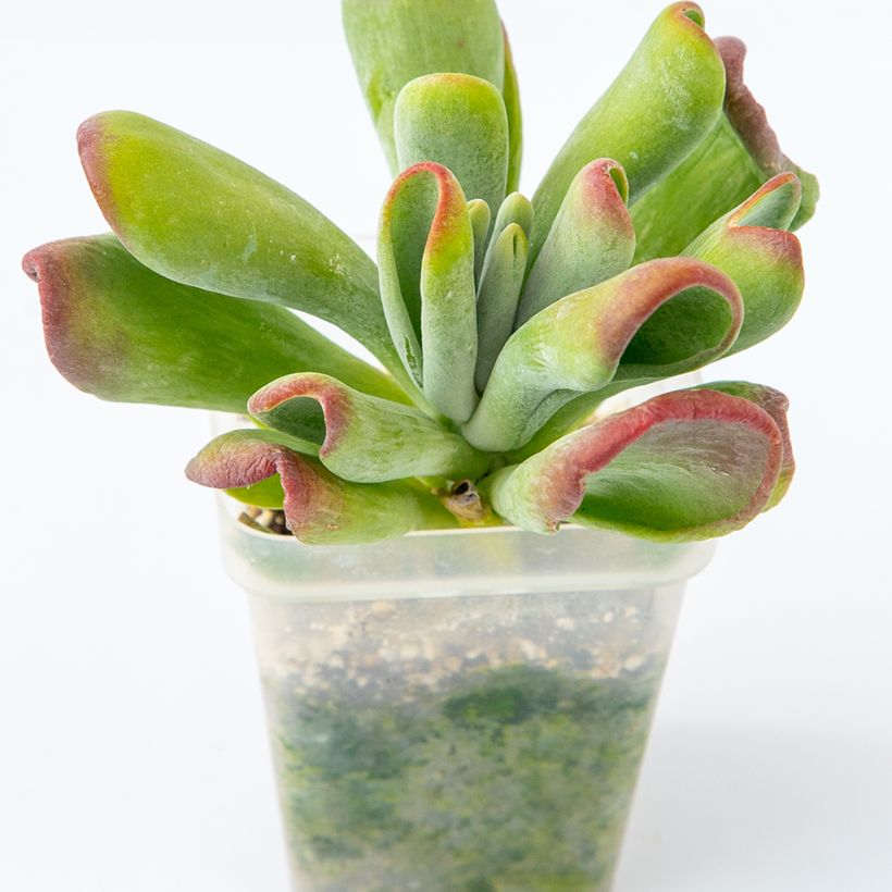 Kalanchoë Oricula - Flambo plant (Groeiplaats)
