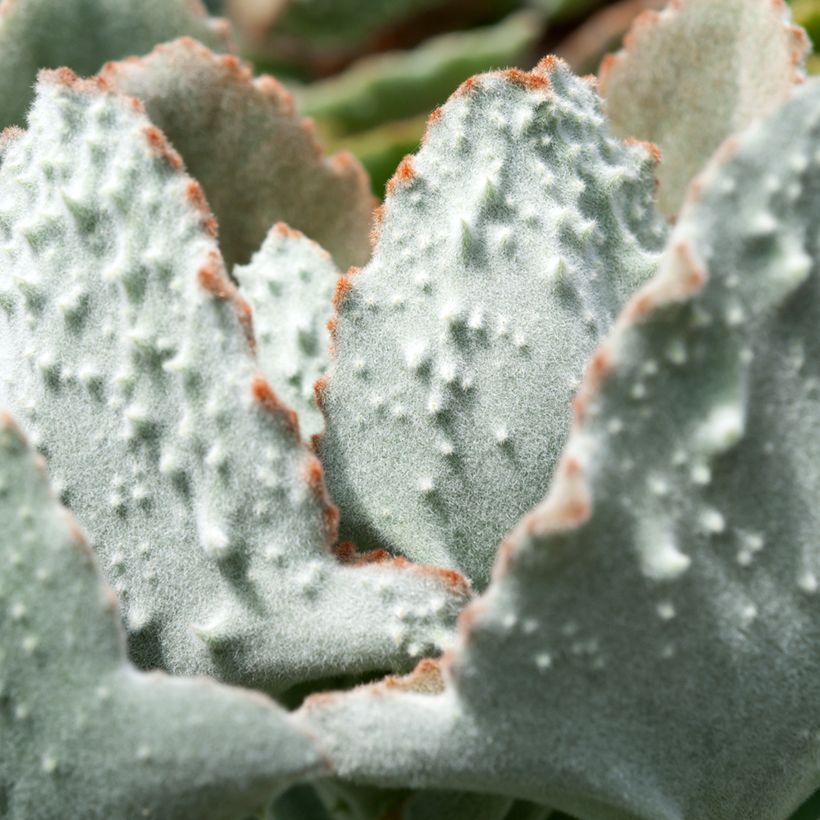 Kalanchoë beharensis Fang - Flambo plant (Blad)