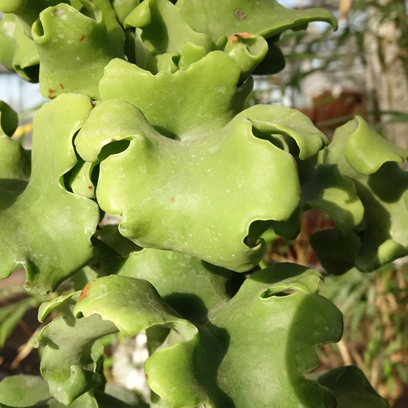 Kalanchoe beharensis Subnuda - Kalanchoë (Blad)